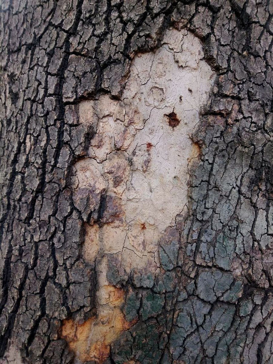 Shakifar_art's tweet image. 🦫Gm legend!
I think nature is a source of inspiration.
Its colors and textures are wonderful!🌳

#NaturePhotography #tree