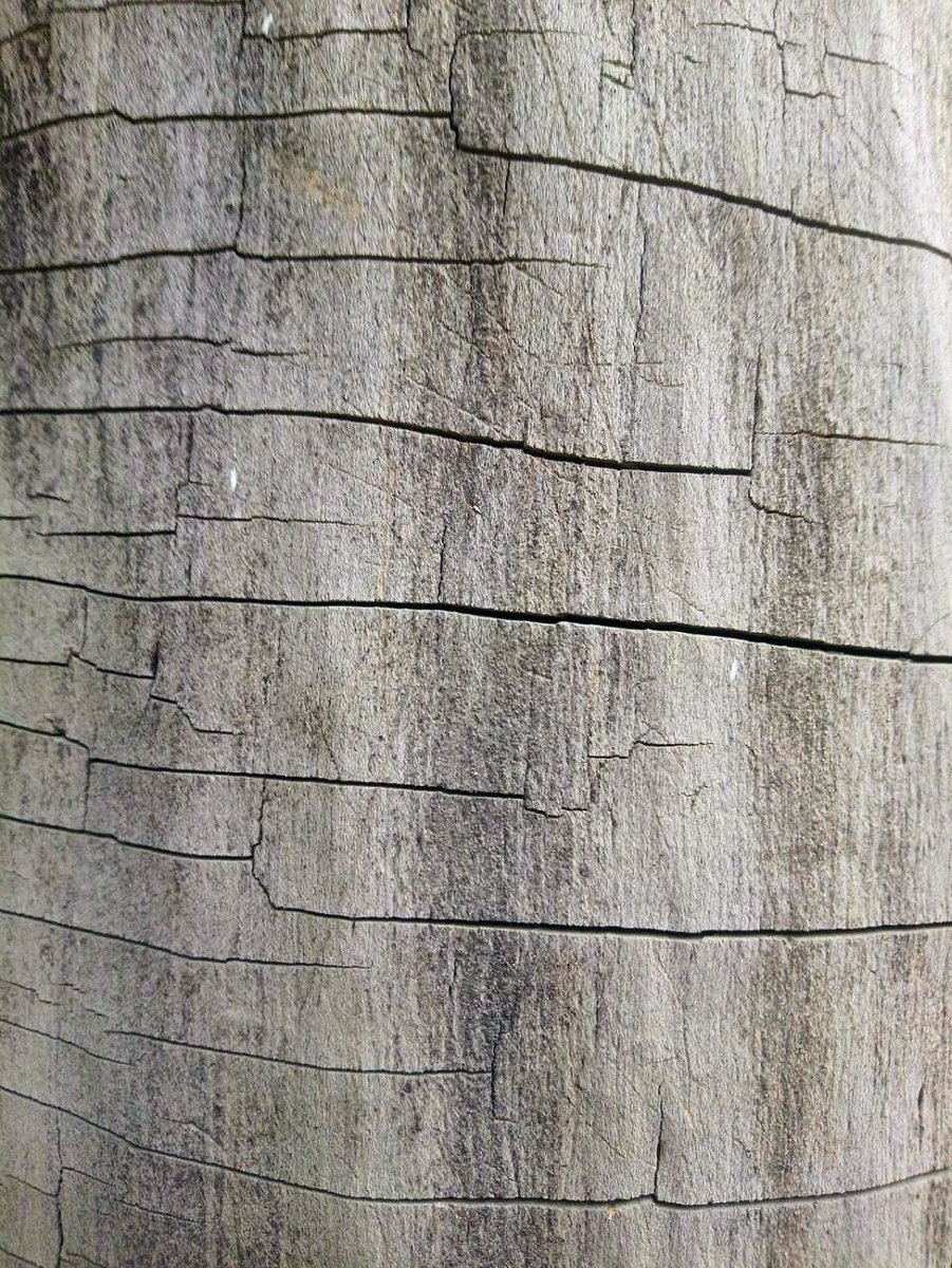 Shakifar_art's tweet image. 🦫Gm legend!
I think nature is a source of inspiration.
Its colors and textures are wonderful!🌳

#NaturePhotography #tree