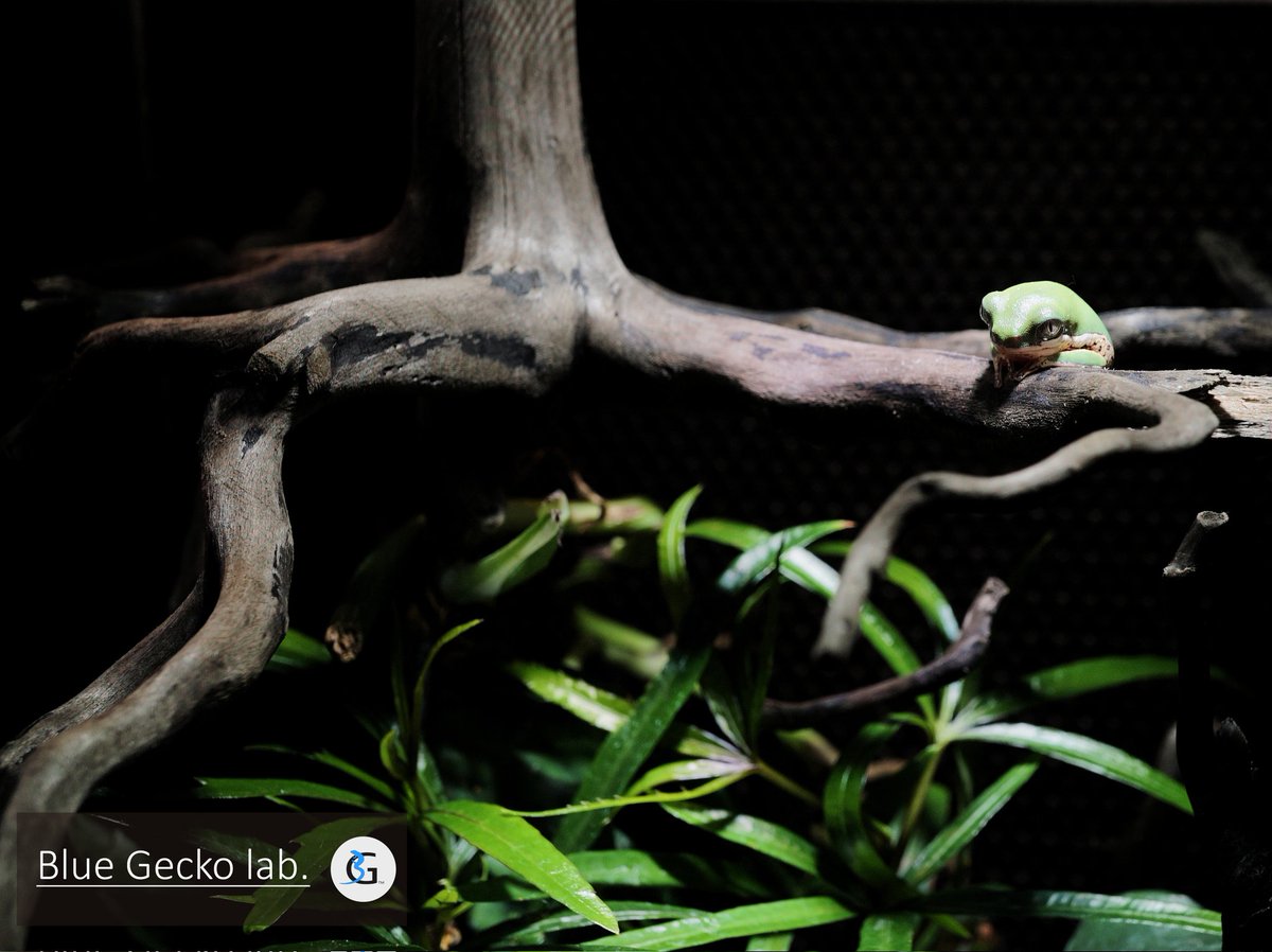 ブルーゲッコーラボ (@bluegeckolab) on Twitter photo 
