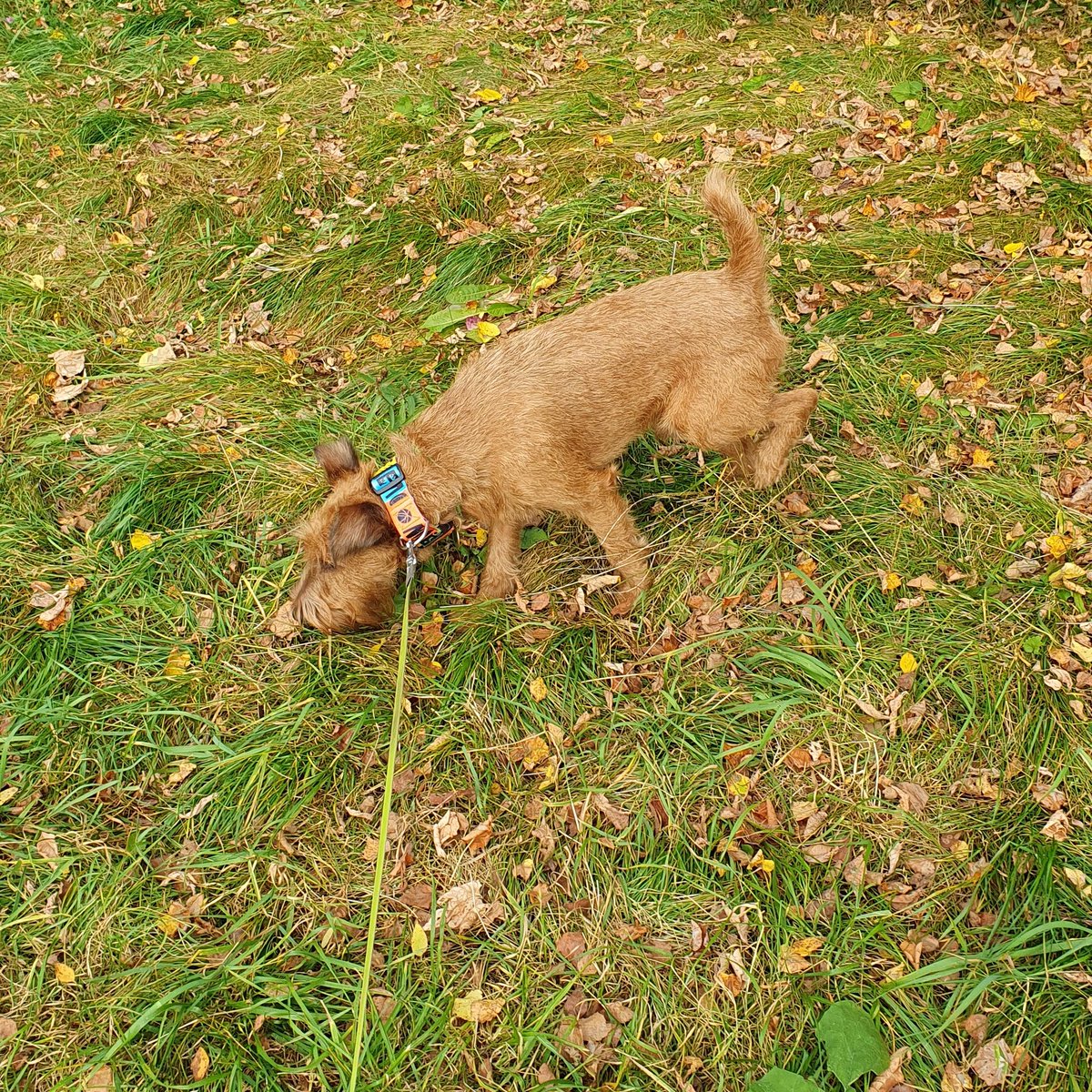 Осенняя фотосессия собачьего человека