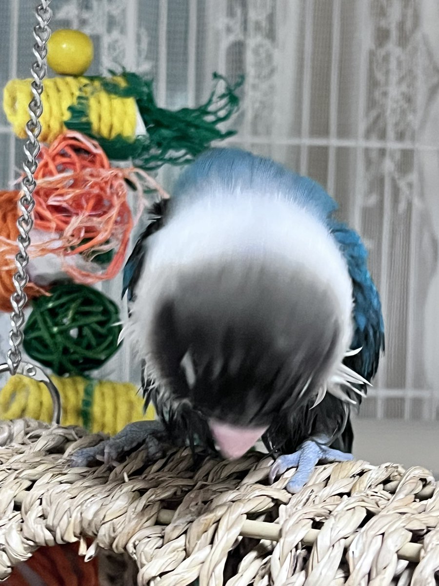 sodatheparrot's tweet photo. 앵무새 특징 : 씻으면.. 몬생겨짐.
정말임. https://t.co/X21SP5qJDL