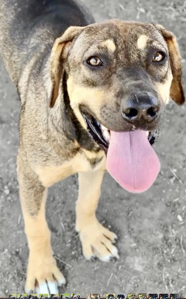 Leporidae11410's tweet image. He&apos;s everybody &apos;s BESTEST buddy, everybody&apos;s sweetest friend. That FACE!  It&apos;s DURANGO #A383447.  ALL the girls SWOON &amp;amp; all the guys LOVE 💕 him!  ONLY 1️⃣ YEAR old, &amp;amp; already his ADORABLE head is on the chopping block at #CorpusChristiACS  this Monday ‼️ #PledgeforRescue…