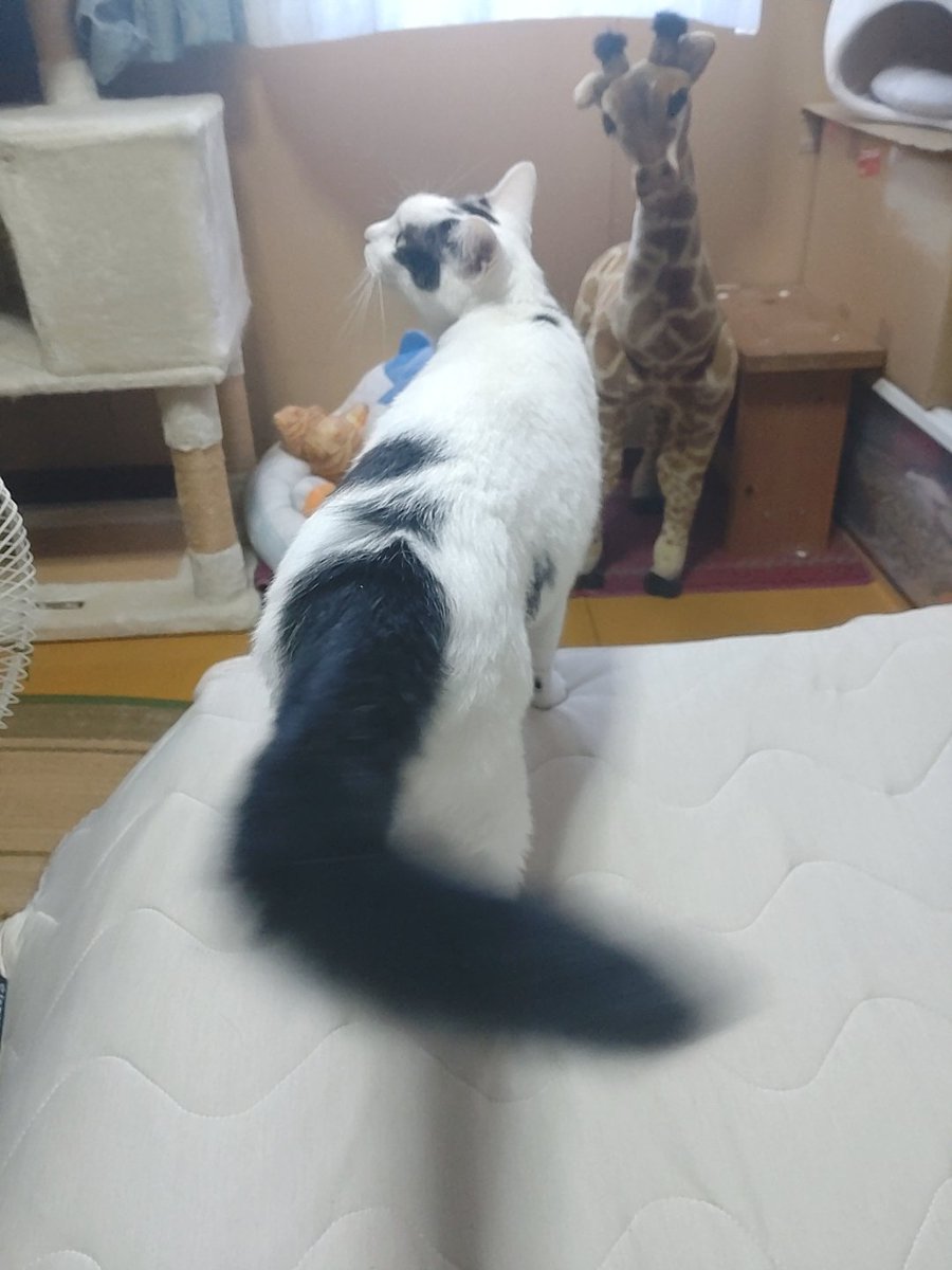 来て！
おしっぽぶんぶんするよ😸