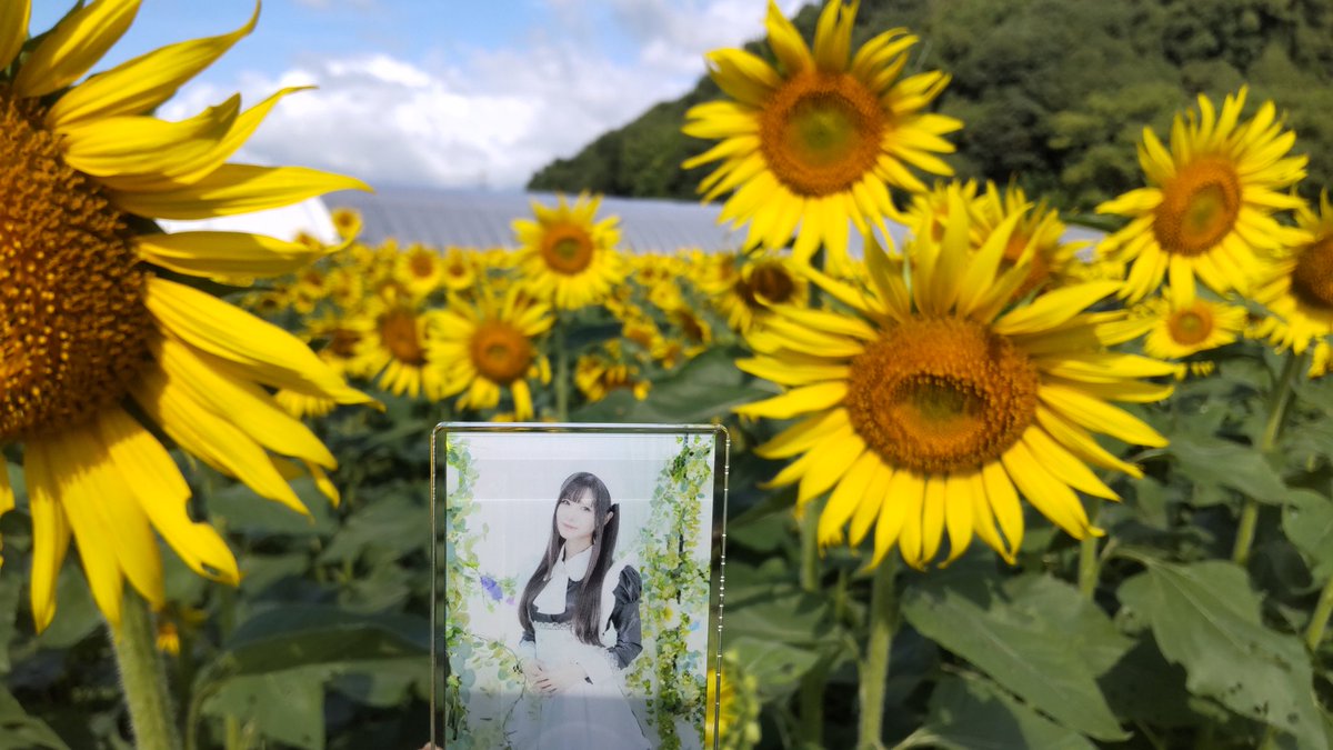 ひまわり園🌻

#ななから亭