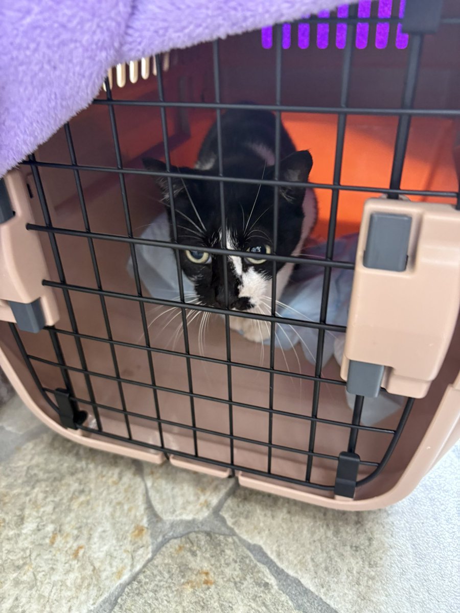 相談者さんの隣家が餌やりだけしていて、既に20匹越え。子猫が生まれては山に捨てに行っていてこのママ猫は何度も子猫を奪われ何日も鳴きながら子猫を探し歩いていると。見かねた相談者さんが手術を勧めるも子猫は捨てに行くから大丈夫だと😰遺棄は犯罪だと言ったらもう関わらないでくれと言われどう↓