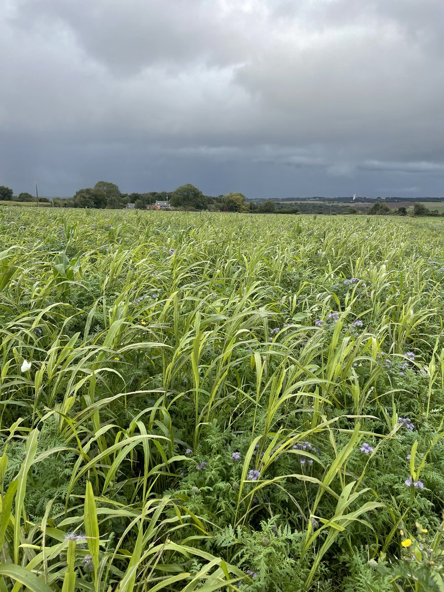 YvesPierrre's tweet image. Bon dimanche, pas de repos pour les bizucs 
#acs