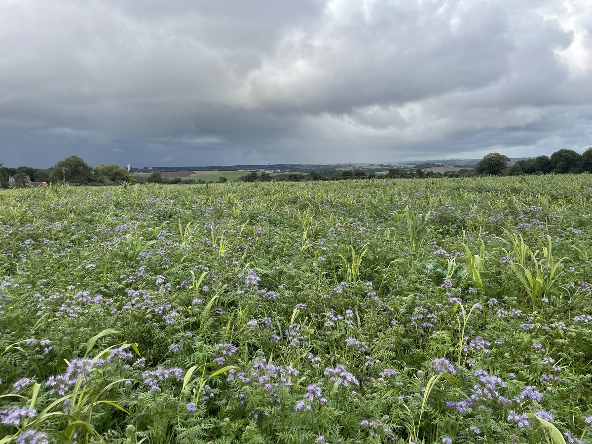 YvesPierrre's tweet image. Bon dimanche, pas de repos pour les bizucs 
#acs