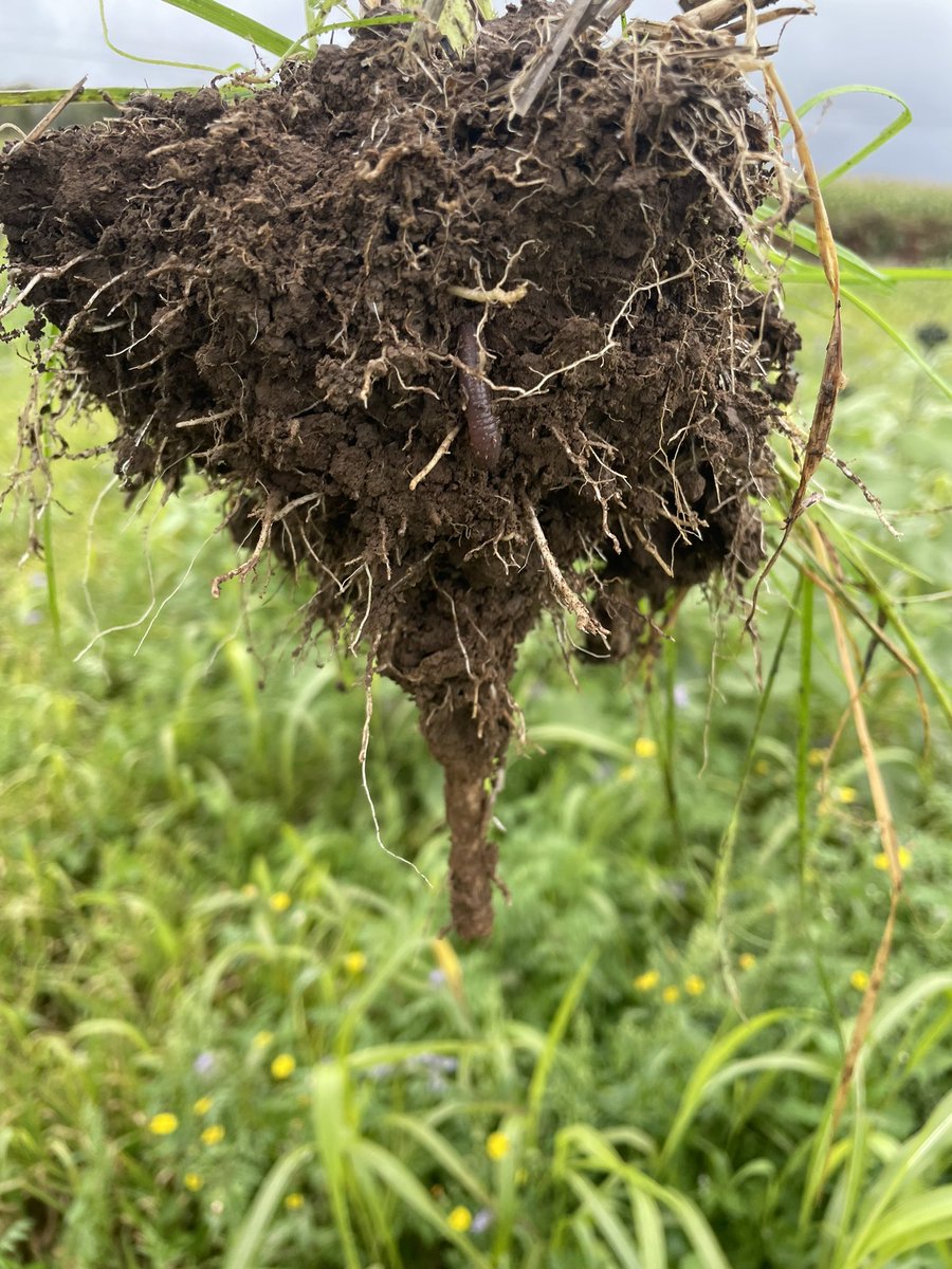 YvesPierrre's tweet image. Bon dimanche, pas de repos pour les bizucs 
#acs