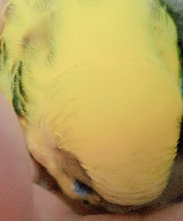 部屋戻ったらカゴから出てきてｷﾞｬｧｧｧｧ!!叫びながらこっち走ってきたの可愛かった😂😂