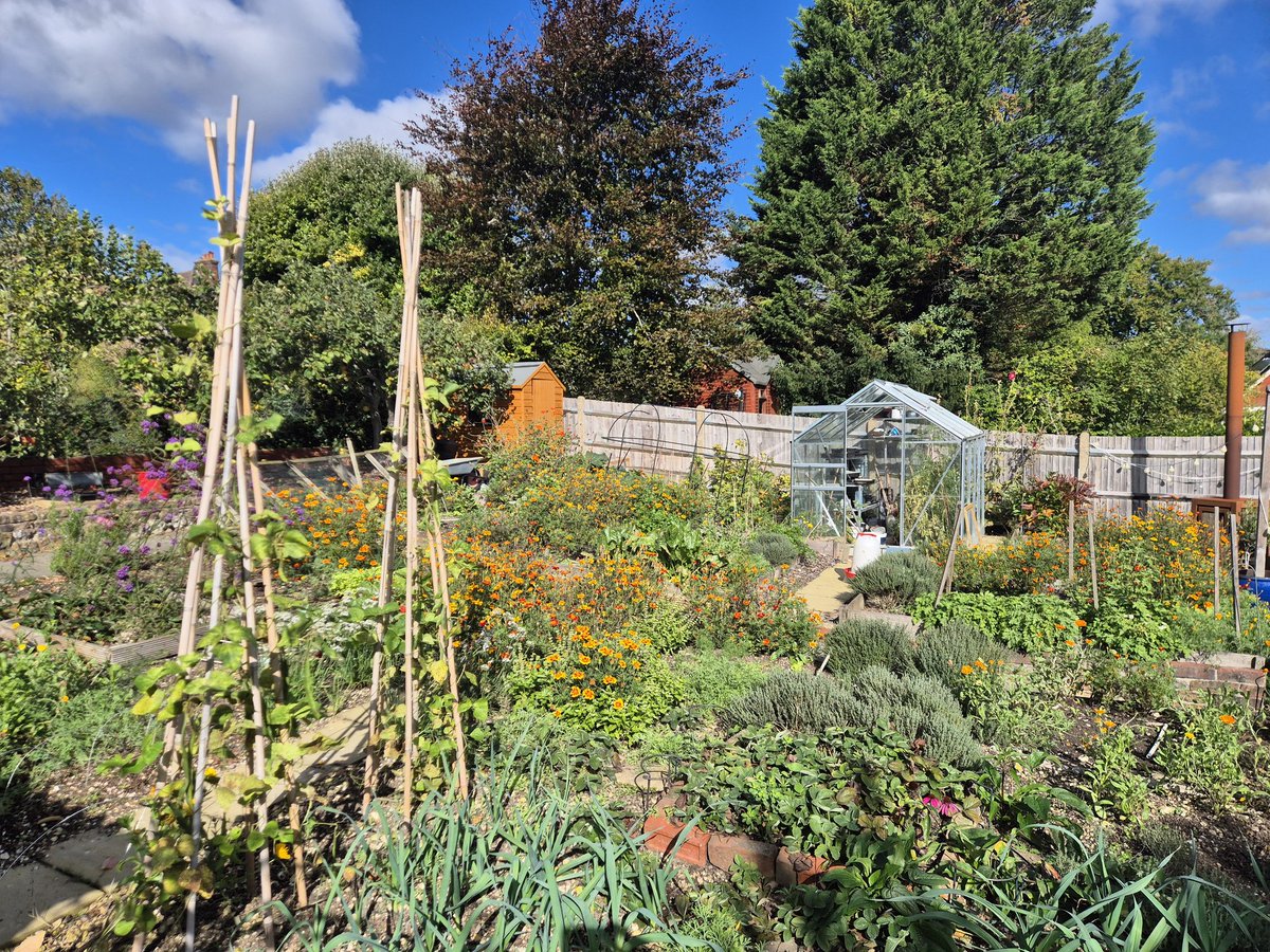 Morning all, as we hit the Autumn equinox, the garden is looking fab. Harvesting tomatoes, aubergines, spinach, salad, beans, herbs and beetroot still. Just finished the last of the sweetcorn. Almost ready for leeks, and then the Autumn sowings of beans, onions and garlic soon😋