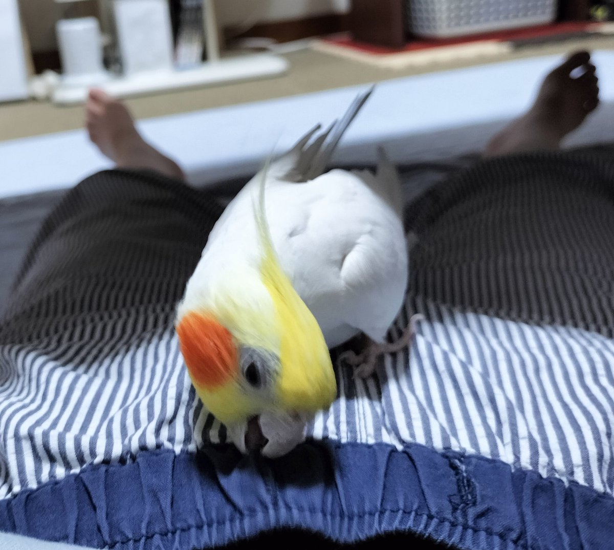 夜の放鳥報告。今日も可愛い