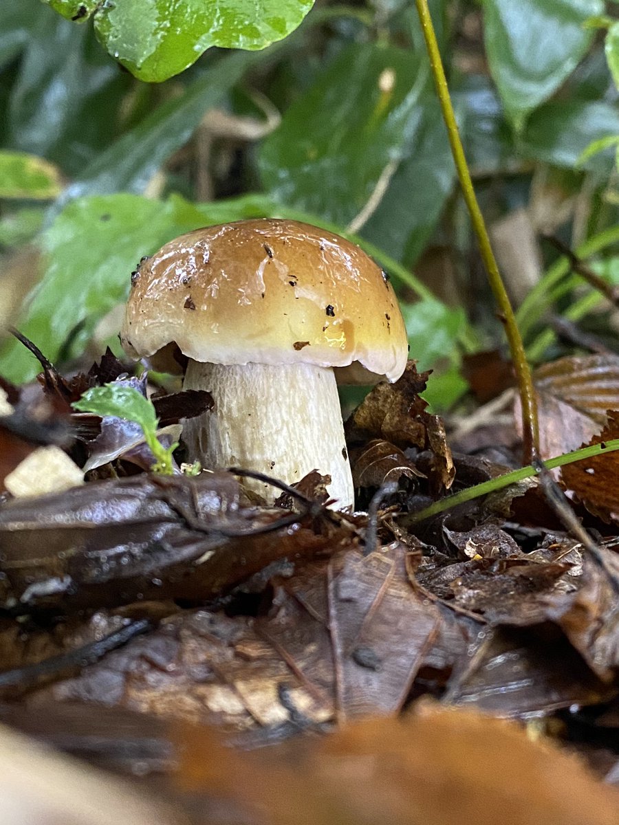 今年最後の本ポルか。
来週からは秋きのこに集中しよう。
