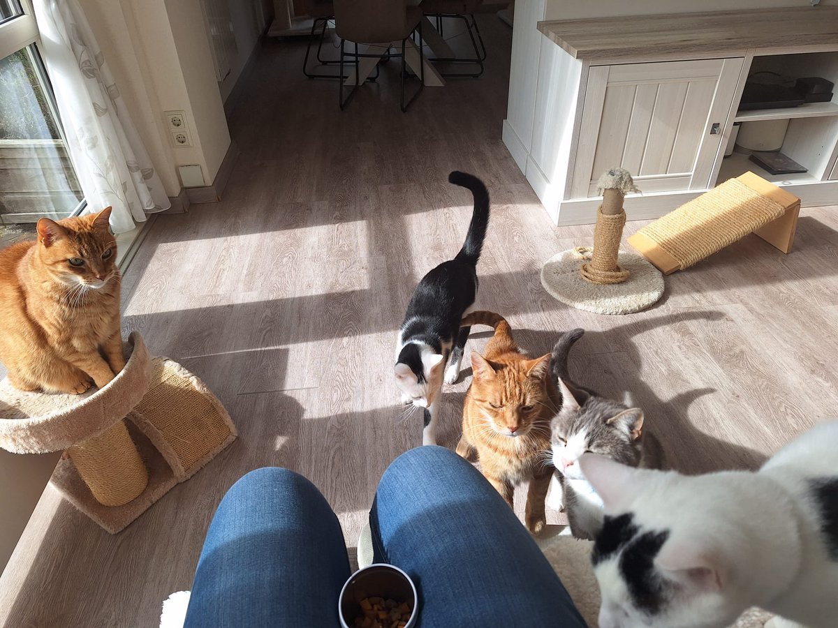 When your cat nanny brings candy for your five fur babies 😻😻😻😻😻