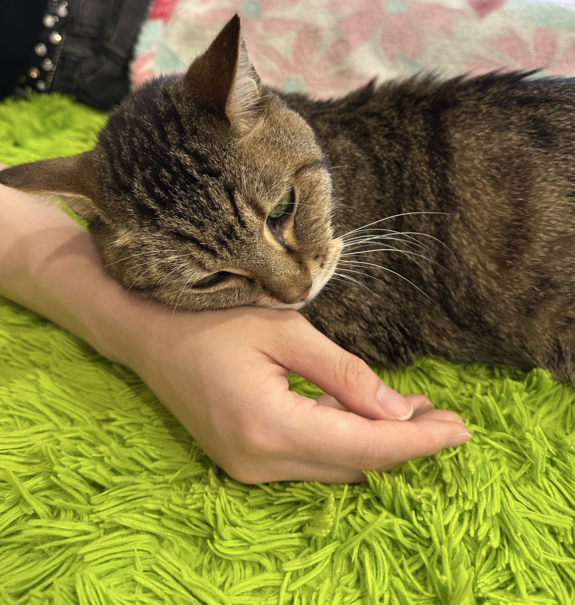 猫になりたいね