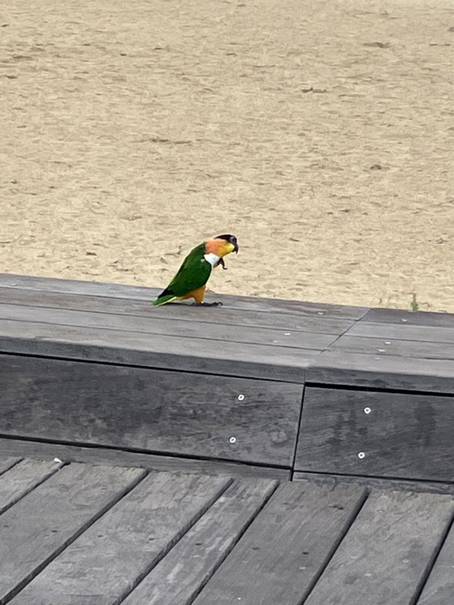 komakomarble's tweet photo. 全然南国じゃないのにやばい鳥いた
もしかしてどっかから逃げてきたのかな https://t.co/aFIHQPzHp5