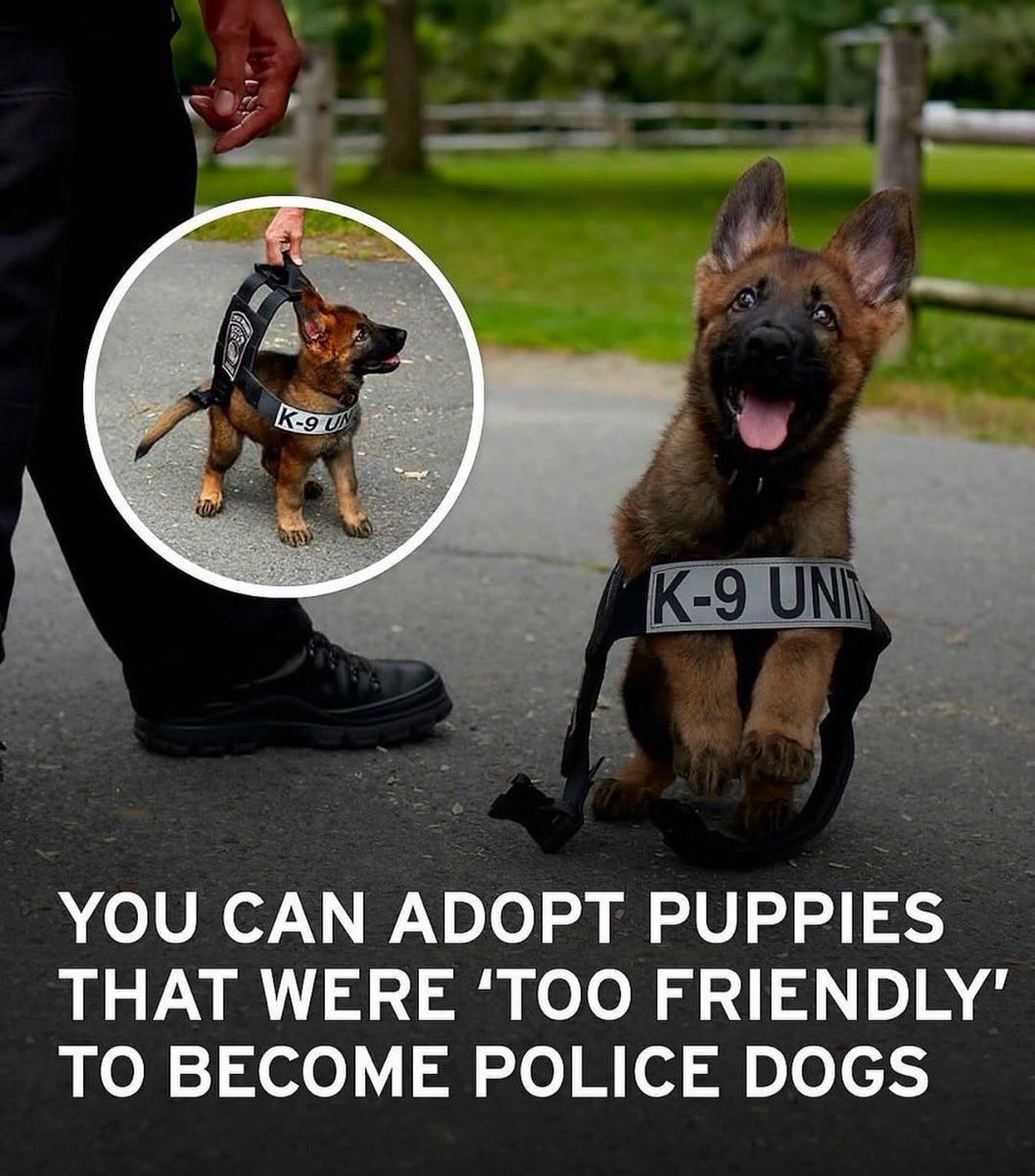 puppies (@gifpuppies) on Twitter photo 