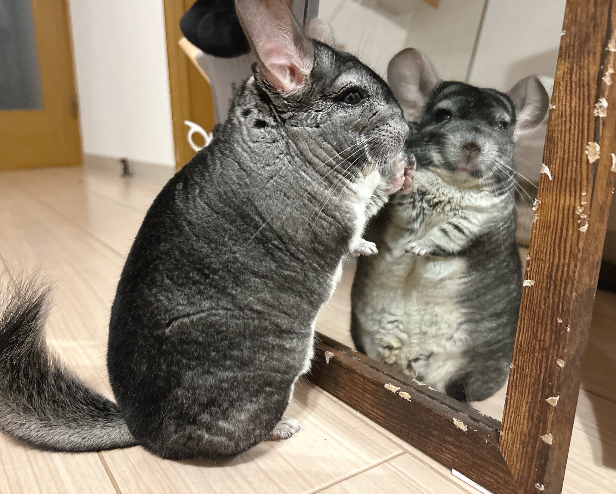 FOXEY チンチラ FOXEY チンチラ