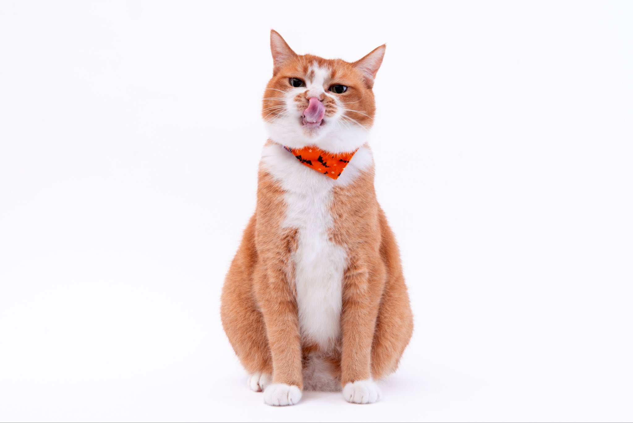 いずもん/まろ様＊mfmf (@7nfxwoi3F8lSqHU) / X