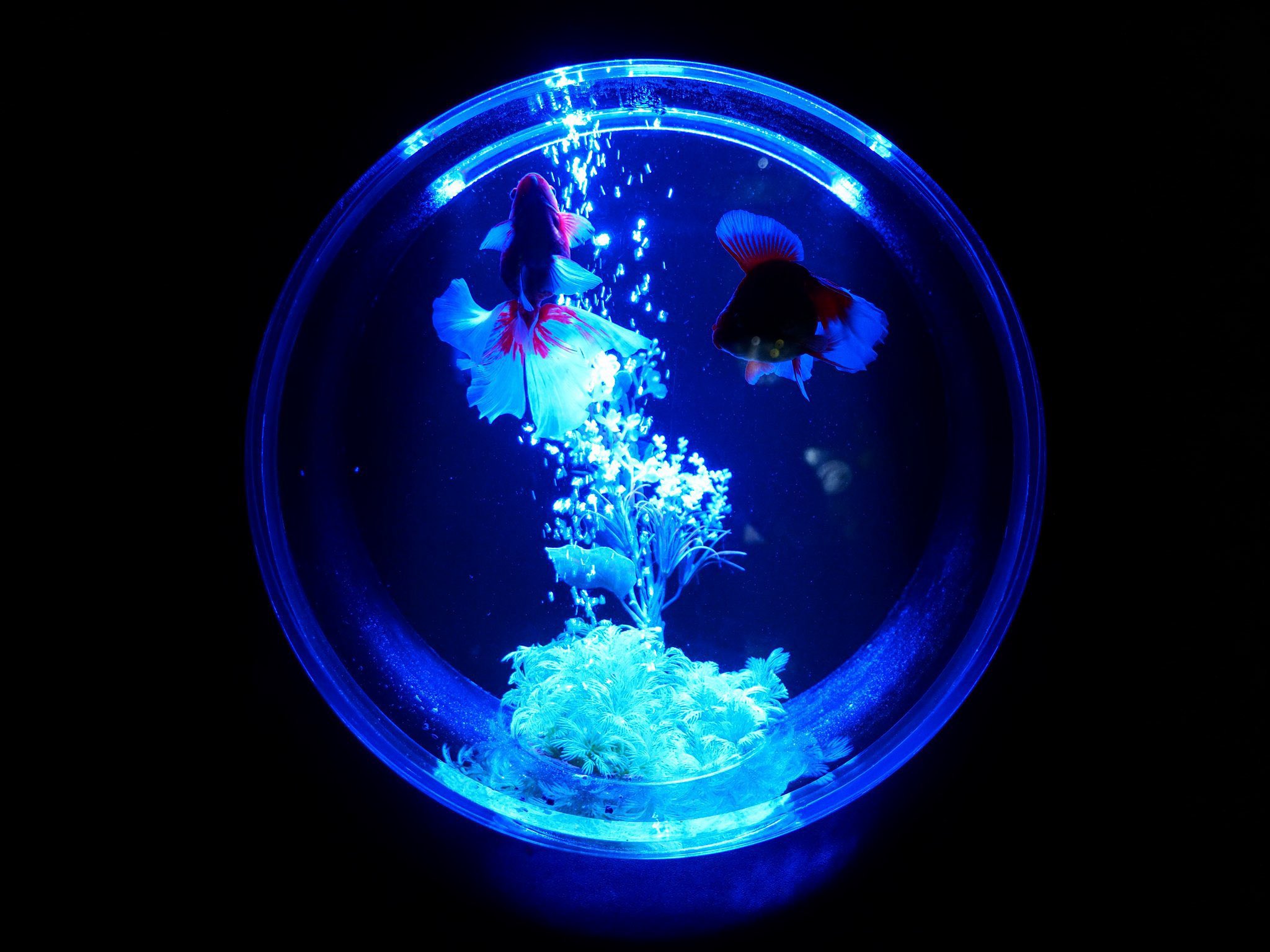 ⭐️ガラスの水族館⭐️箱根ガラス⭐️アクアリウムアート⭐️水泡⭐️ ⭐️ガラスの水族館⭐️箱根ガラス⭐️アクアリウムアート