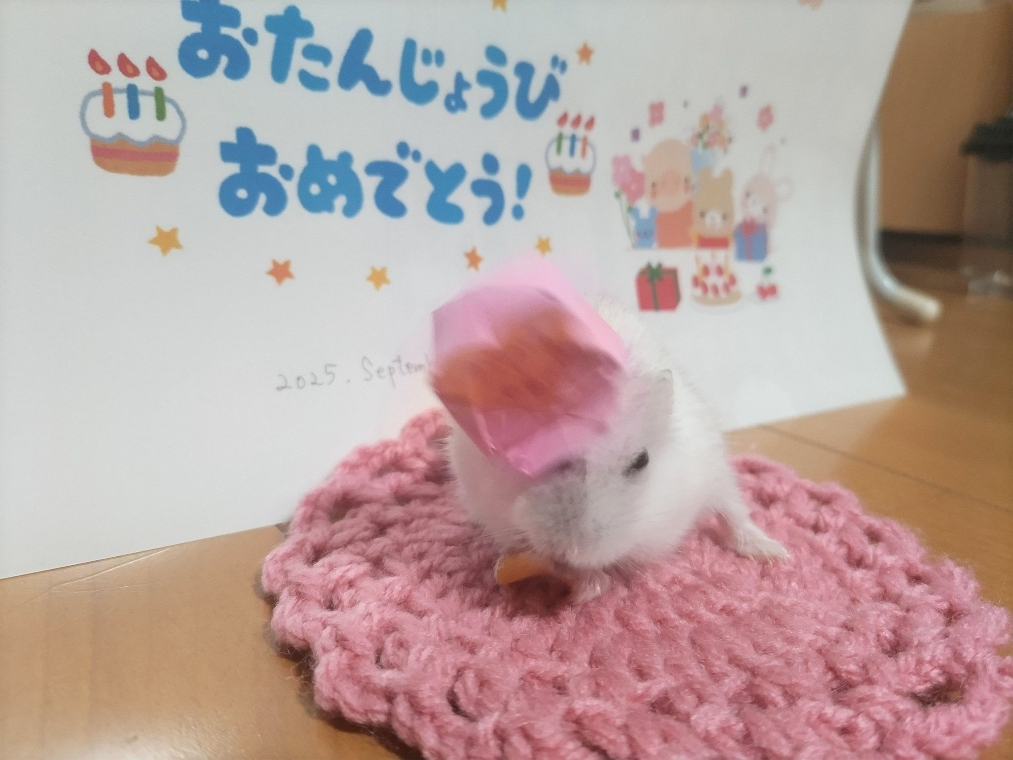 アル✨春爛漫[トイ•プードルファミリーのお花見] お散歩がてら偵察に👀 まだ早かったー🥹 鶴見緑地公園♡紫陽花