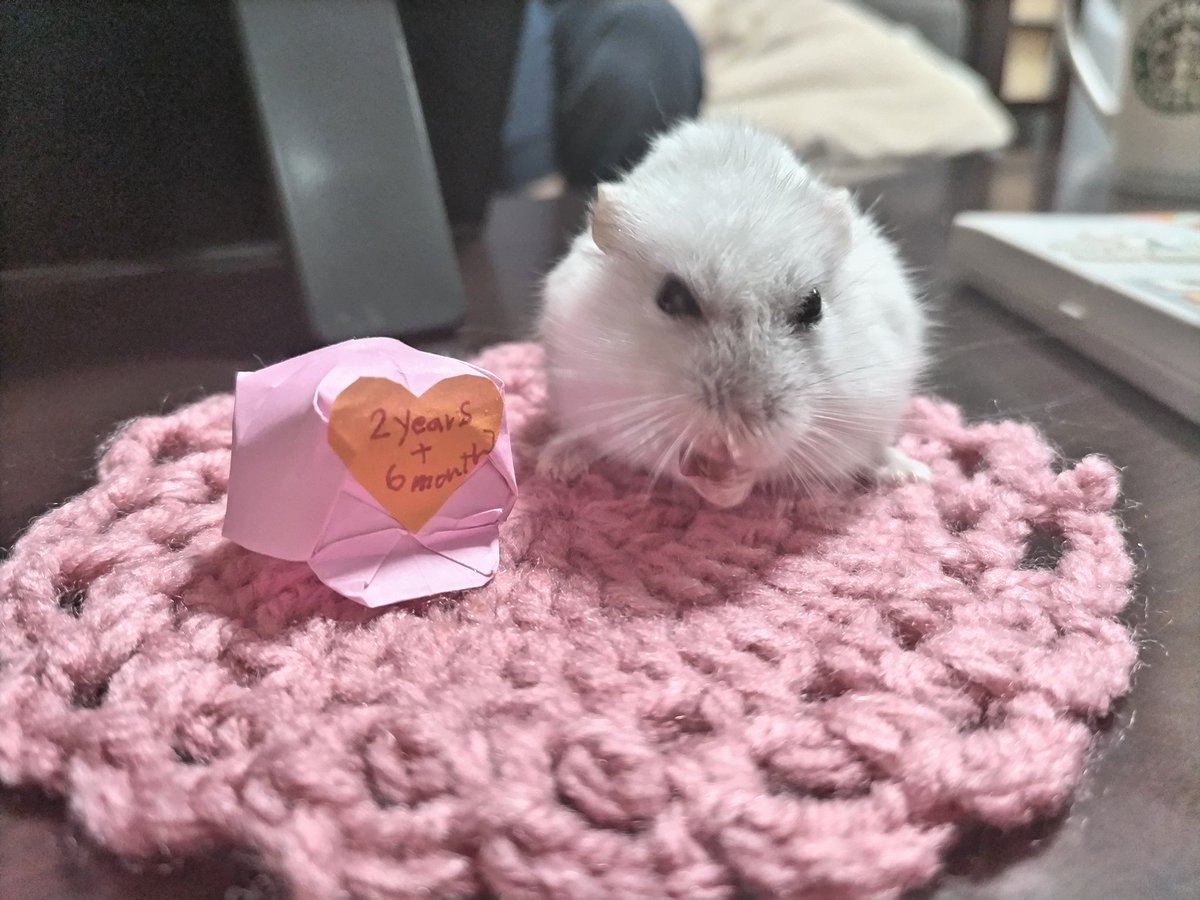 琴🐹🍀 (@kotobushyo) / X