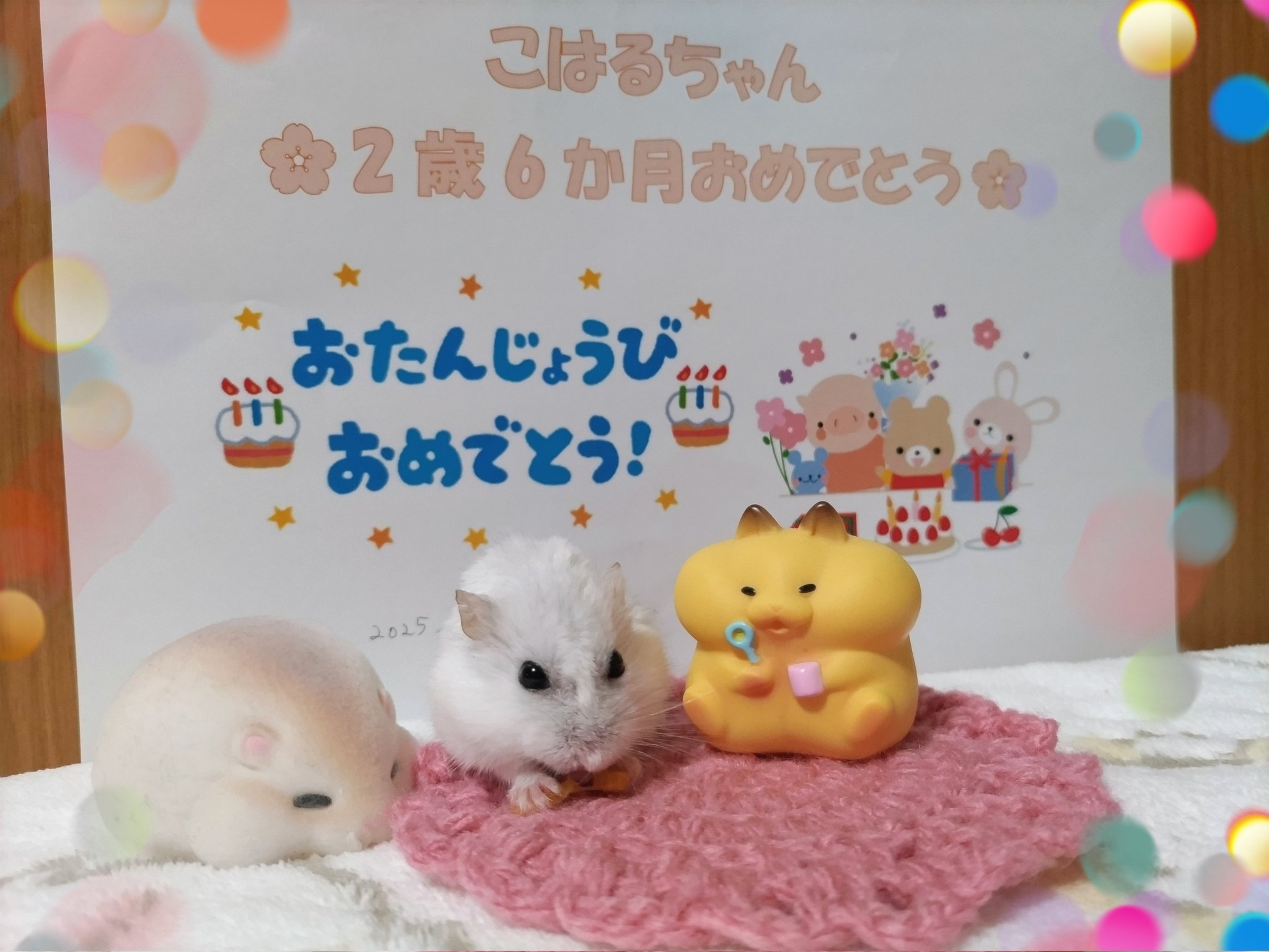 琴🐹🍀 (@kotobushyo) / X