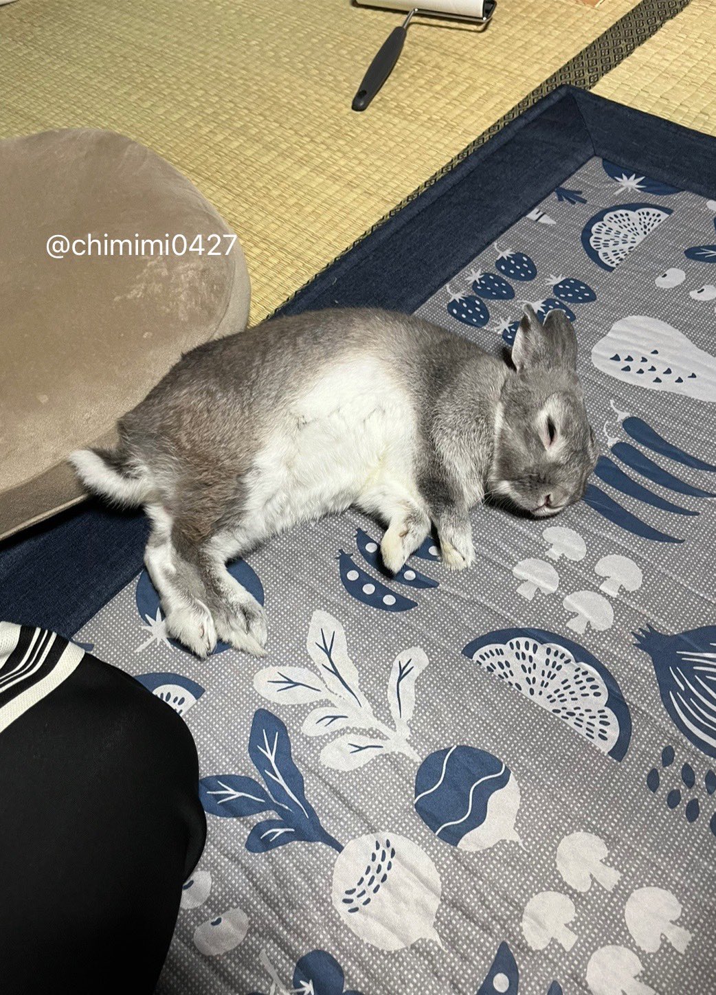 うさぎのちみ🐰🥬 on X: 