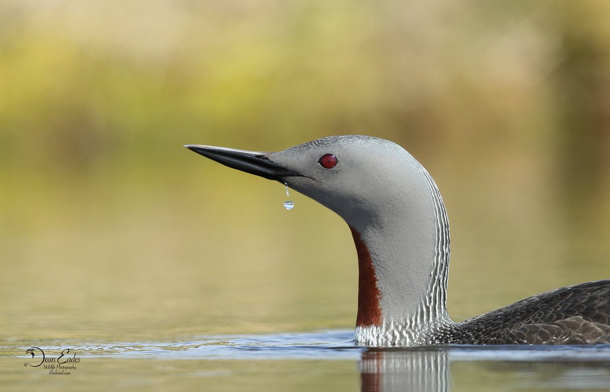 DeanEades's tweet image. Hebrides 2025 
Dean Eades Wildlife Photographer 
BirdMad.com 
@north_uist @isleofsouthuist @OuterHebs @VisitScotland @SLArchive @britishbirds @BirdSpotUK @WildlifeTrusts @Natures_Voice
