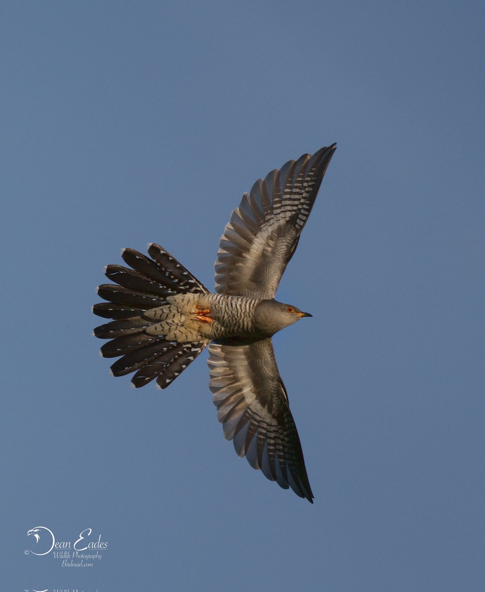 DeanEades's tweet image. Hebrides 2025 
Dean Eades Wildlife Photographer 
BirdMad.com 
@north_uist @isleofsouthuist @OuterHebs @VisitScotland @SLArchive @britishbirds @BirdSpotUK @WildlifeTrusts @Natures_Voice