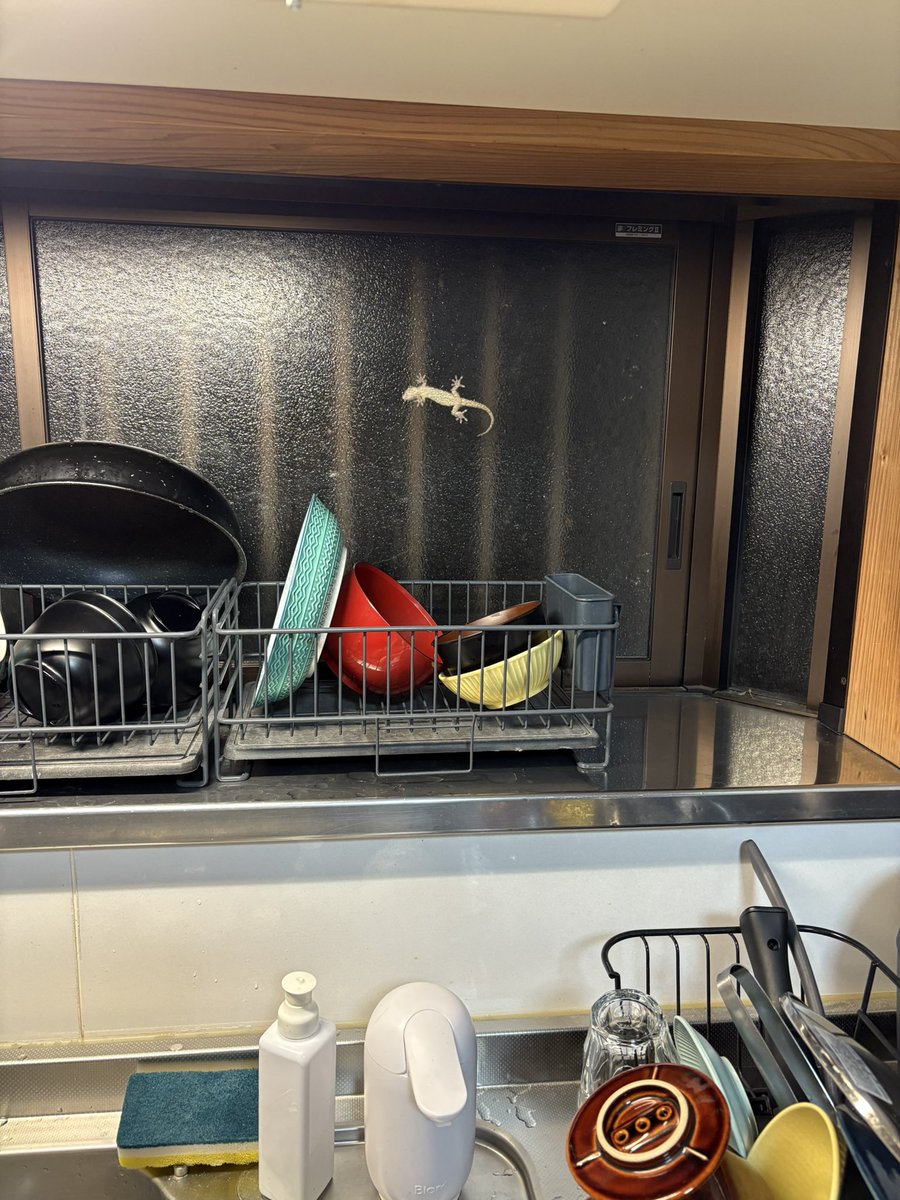 やっぱ同じ場所にイモリいた！