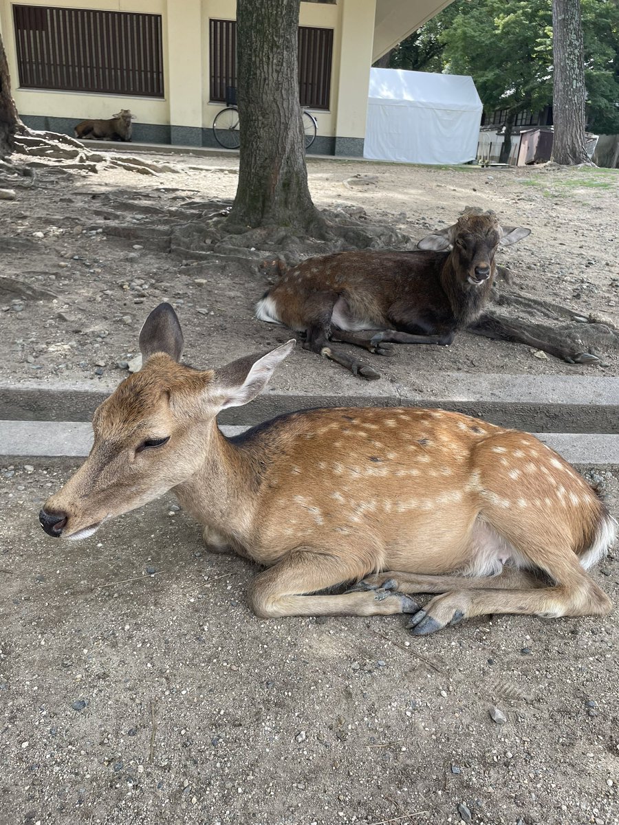 奈良的🦌怎么用顶人家屁股和咬人家衣服🥹