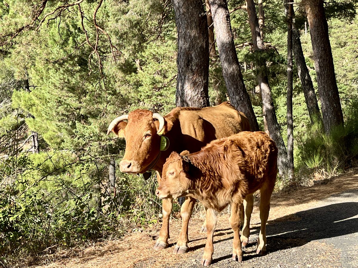 carlosAtMad's tweet photo. Vacas y terneros en la pista forestal que sube al monte #Abantos y llega al Arboreto Luis Ceballos.
@Amegoland @carlotalopezes
#SanLorenzoDelEscorial https://t.co/kpGIq8GsyZ