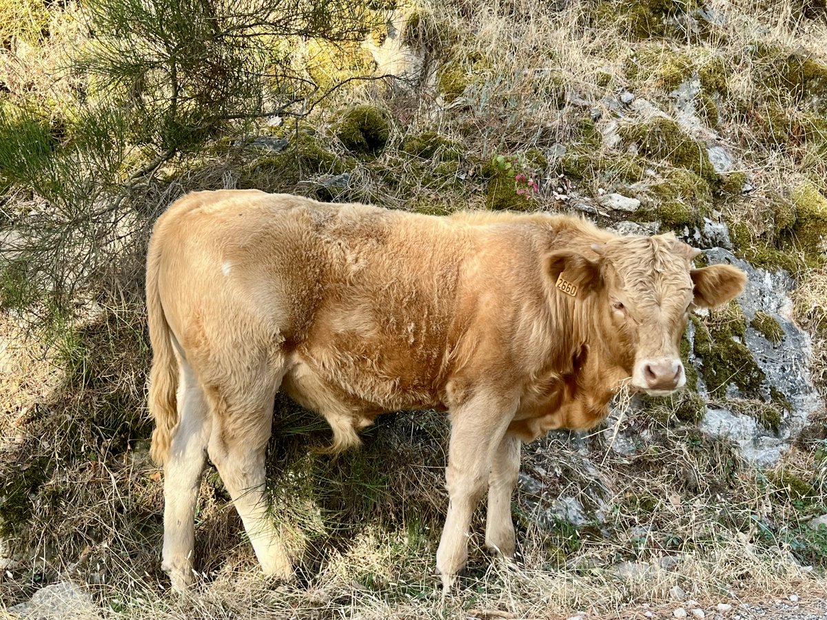 carlosAtMad's tweet photo. Vacas y terneros en la pista forestal que sube al monte #Abantos y llega al Arboreto Luis Ceballos.
@Amegoland @carlotalopezes
#SanLorenzoDelEscorial https://t.co/kpGIq8GsyZ