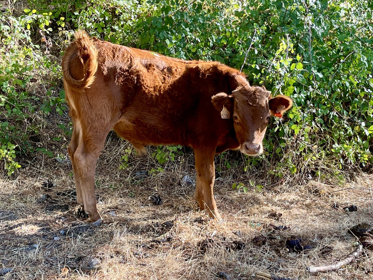 carlosAtMad's tweet photo. Vacas y terneros en la pista forestal que sube al monte #Abantos y llega al Arboreto Luis Ceballos.
@Amegoland @carlotalopezes
#SanLorenzoDelEscorial https://t.co/kpGIq8GsyZ