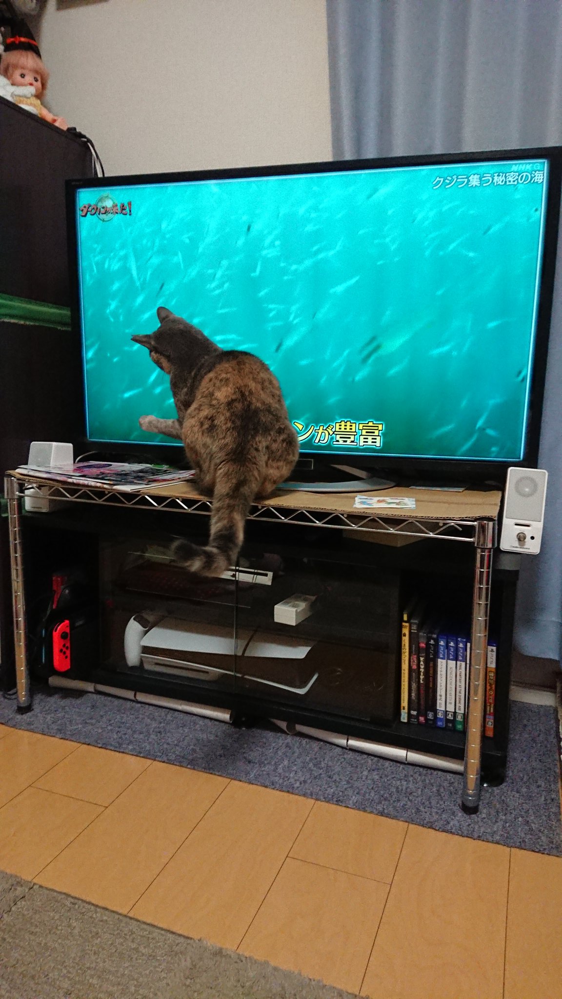 ダーウィンが来た! ダーウィンが来た！ (@nhk_darwin) / X