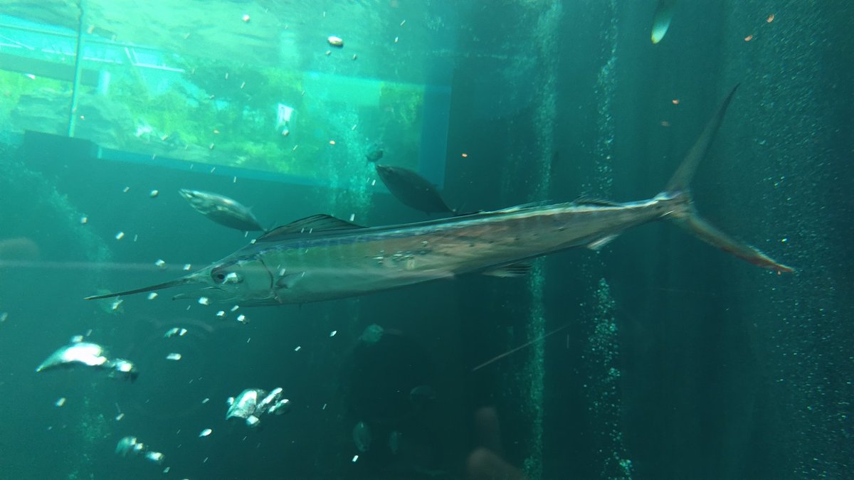 バショウカジキ見てきた！