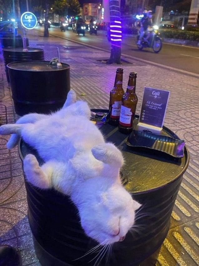 The Cats 𝕏 tweet media