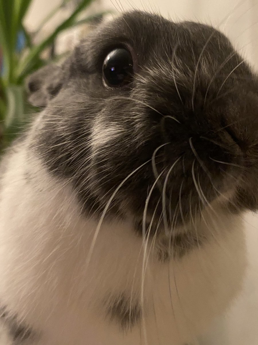 MayaScientia2's tweet photo. I felt like showing you guys my bnuy today. I hope his silly face makes your day a bit better! ☀️ https://t.co/jB571oGD5C