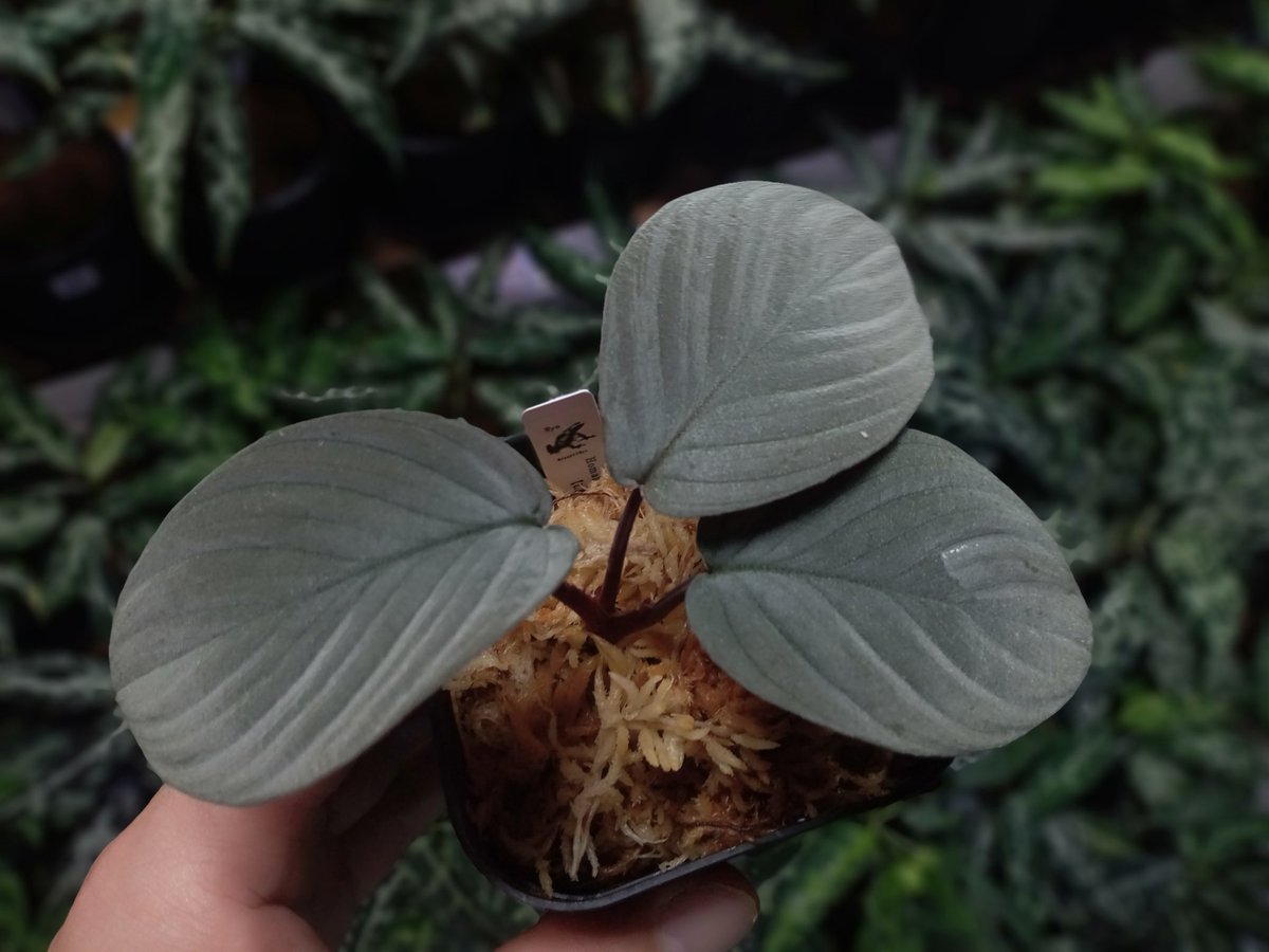 Homalomemna
“RB×PN”【LA-hyb.23-06】
“鯖×月”【LA-hyb.22-04】

3、4枚目の子株
とんぶりへ持って行きます