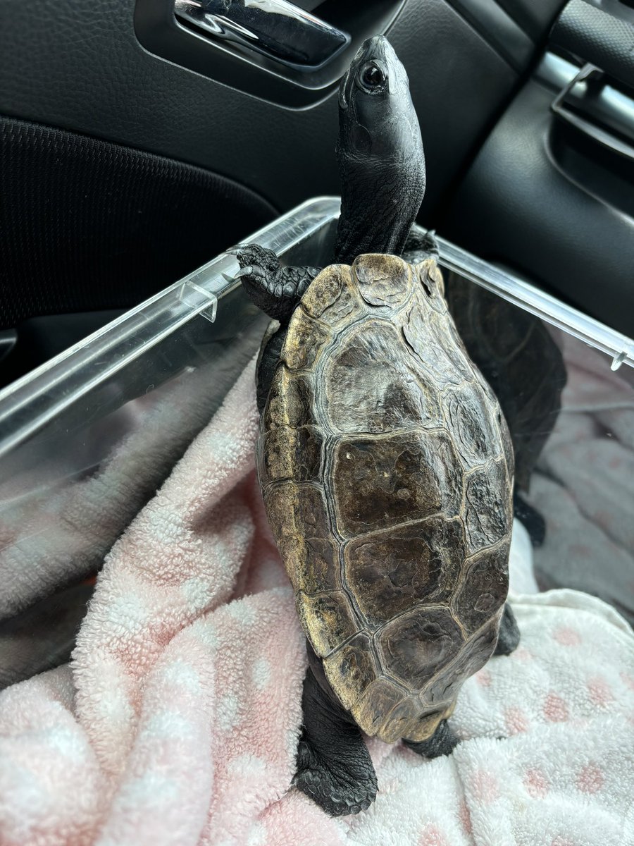 今ってクサガメは発情期ですか？
うちの子クサガメのオスなのですが、やたら私に噛みつきに来て困ってます😱
ご飯残すのも便秘のせいかと思ったけど、発情期だから？
皆様のクサガメさんの様子とか、教えていただせると嬉しいです！