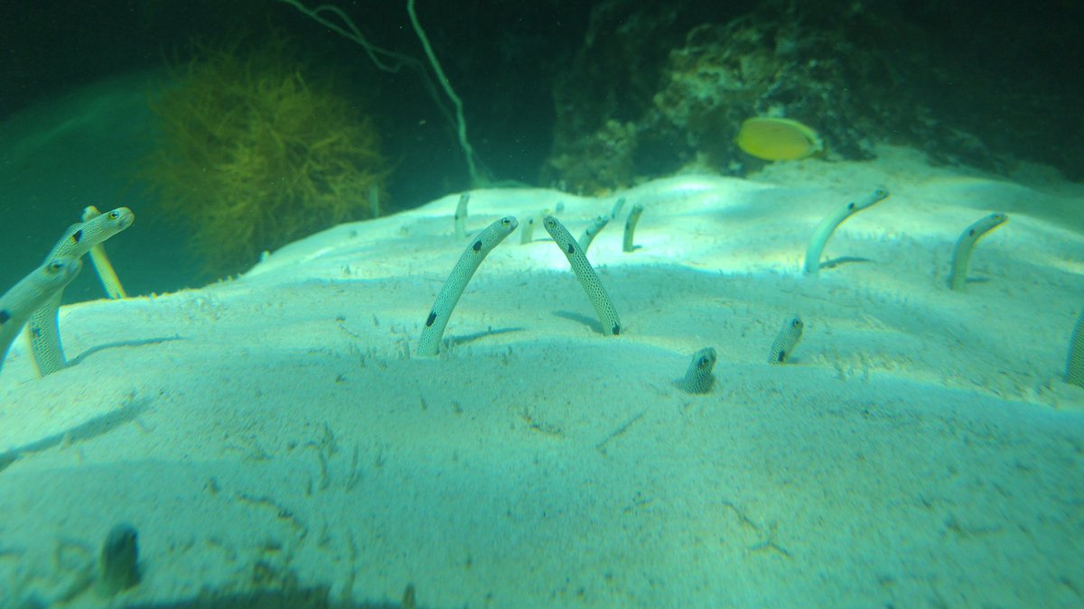 他にもいろいろ、楽しかった！
なんだろう、水族館は水族館なんだけど、博物館と言われてもそうだねってなる感じの今までに行ったことない水族館でしたね。
あとチンアナゴがどこで見た子たちよりもごんぶとだった。