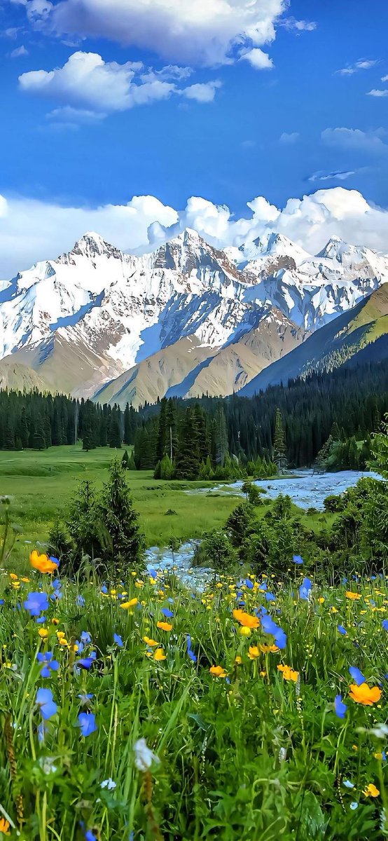 Beautiful flowers 🪷 (@annarblk) on Twitter photo 