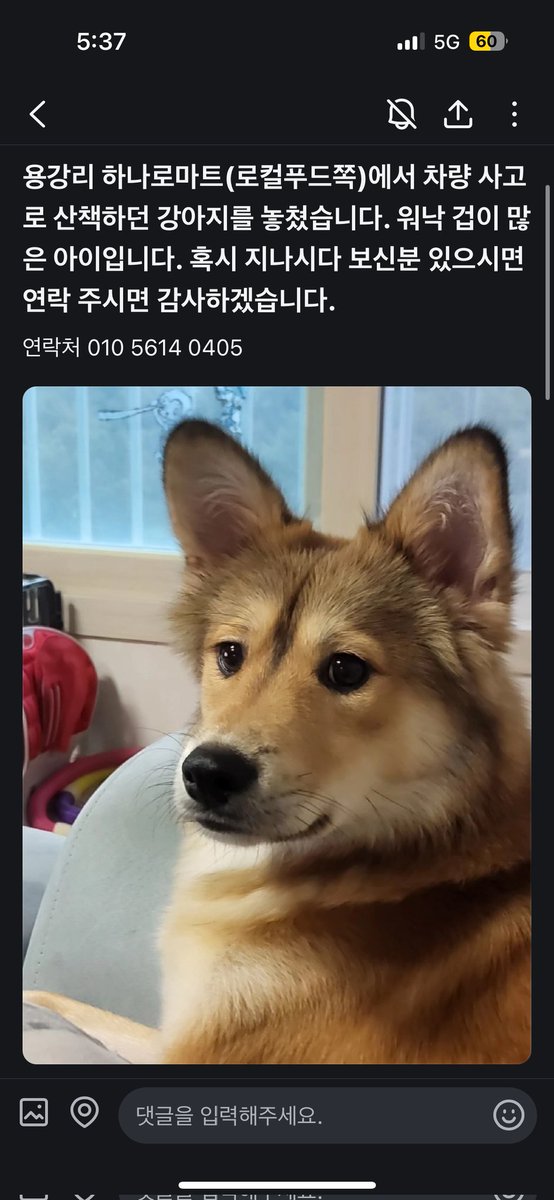 aniigeanira's tweet image. 강아지를찾습니다 강아지가실종되었습니다 알티부탁드립니다
#강아지 #강아지실종 #RT
이름: 오복이
위치: 전남 광양시 광양읍 용강리 하나로마트(로컬푸드 쪽)
외형: 귀가 큼
콧등만 하얀색
갈기털이 흰색 회색 황색 섞여있음
등색은 황색 왼쪽 등 위에 브릿지처럼 검은 털이 손마디 하나로 나있음