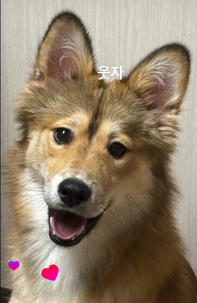 aniigeanira's tweet image. 강아지를찾습니다 강아지가실종되었습니다 알티부탁드립니다
#강아지 #강아지실종 #RT
이름: 오복이
위치: 전남 광양시 광양읍 용강리 하나로마트(로컬푸드 쪽)
외형: 귀가 큼
콧등만 하얀색
갈기털이 흰색 회색 황색 섞여있음
등색은 황색 왼쪽 등 위에 브릿지처럼 검은 털이 손마디 하나로 나있음