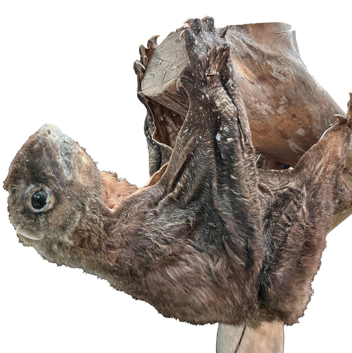 KMNH_kitakyushu's tweet photo. #Bones2 のコツ:超難問2!? の解答です。この頭骨はマレーヒヨケザルです。特徴は下顎前歯と犬歯にあるくし状のギザギザです。このギザギザは毛づくろいに使われているそうです。#いのちのたび博物館 https://t.co/GeJzXhn7Gc. Bones2は9月23日(火・祝)まで! https://t.co/UyRrvNN7oy