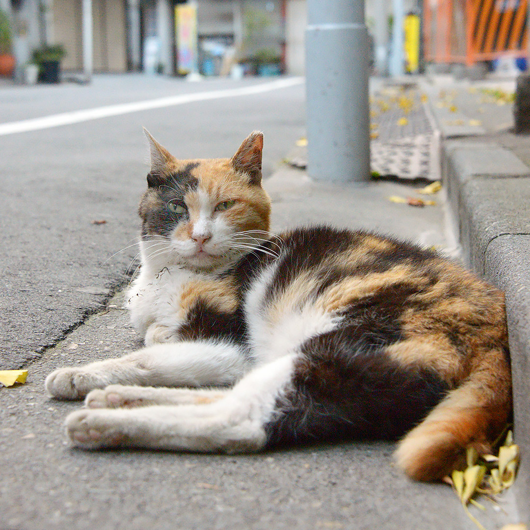 神社の前にねこさんが居ました。
誰かが来るのを待っているようです。
「祭りも近いし、色々楽しみねぇ」
#ねこ #猫 #ねこ写真 #猫写真 #東京猫 #ねこすたぐらむ #外猫 #野良猫 #地域猫 #STRAYCAT #TOKYOCATS #CAT #GATO #CHAT #CUTECATS #三毛猫 #待ち猫