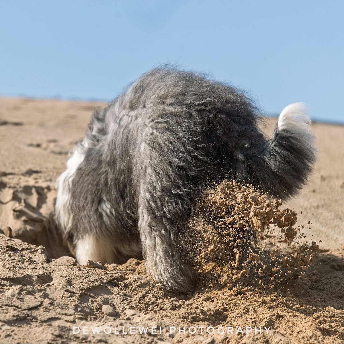 dewollewei's tweet image. Digging
#oldenglishsheepdog 
#oes
#bobtail 
#happy
#maketwittermorepositive