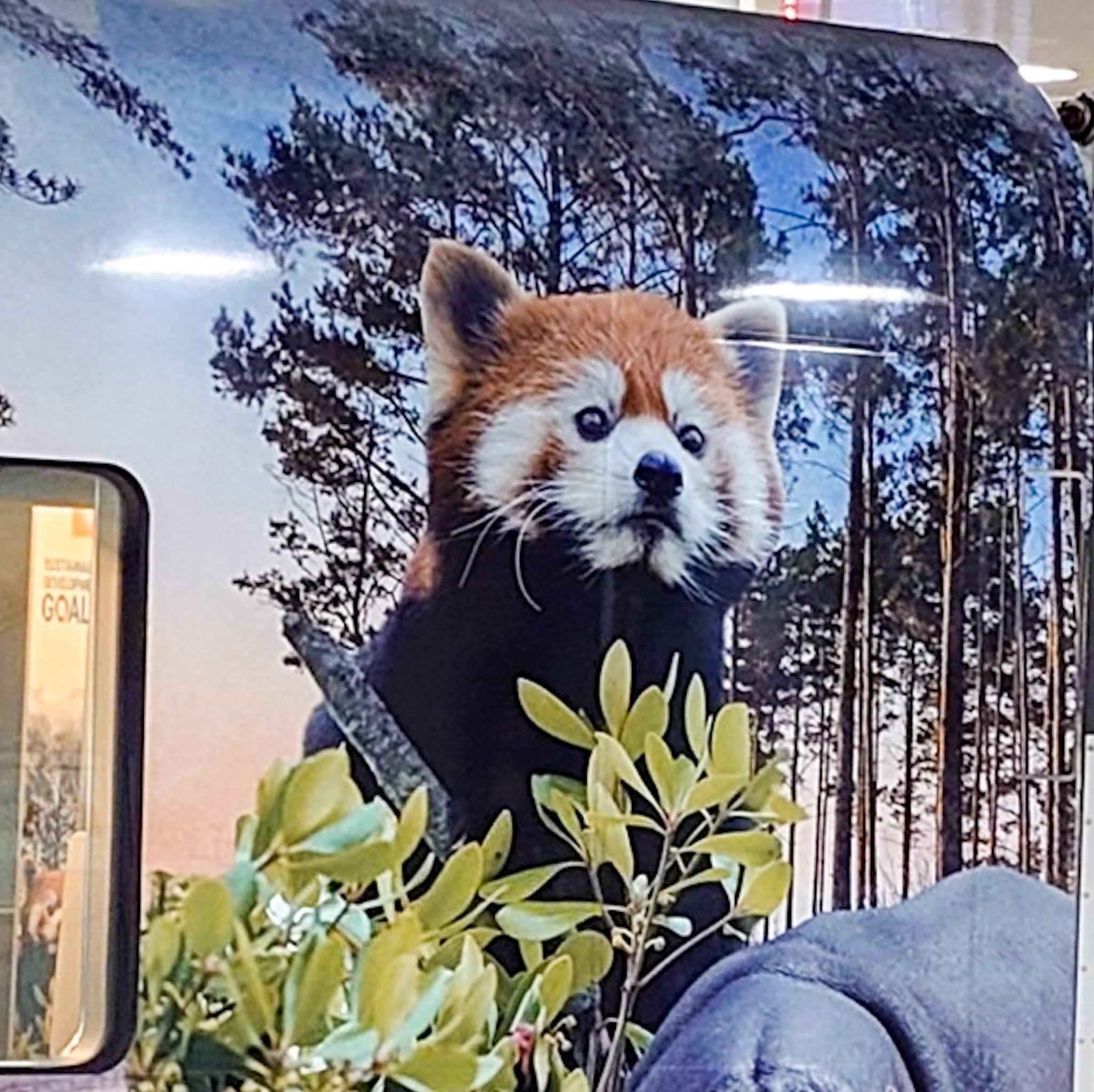 レッサーパンダ みずたに@F.まぜそばモンスター🎃🍎 on X: 