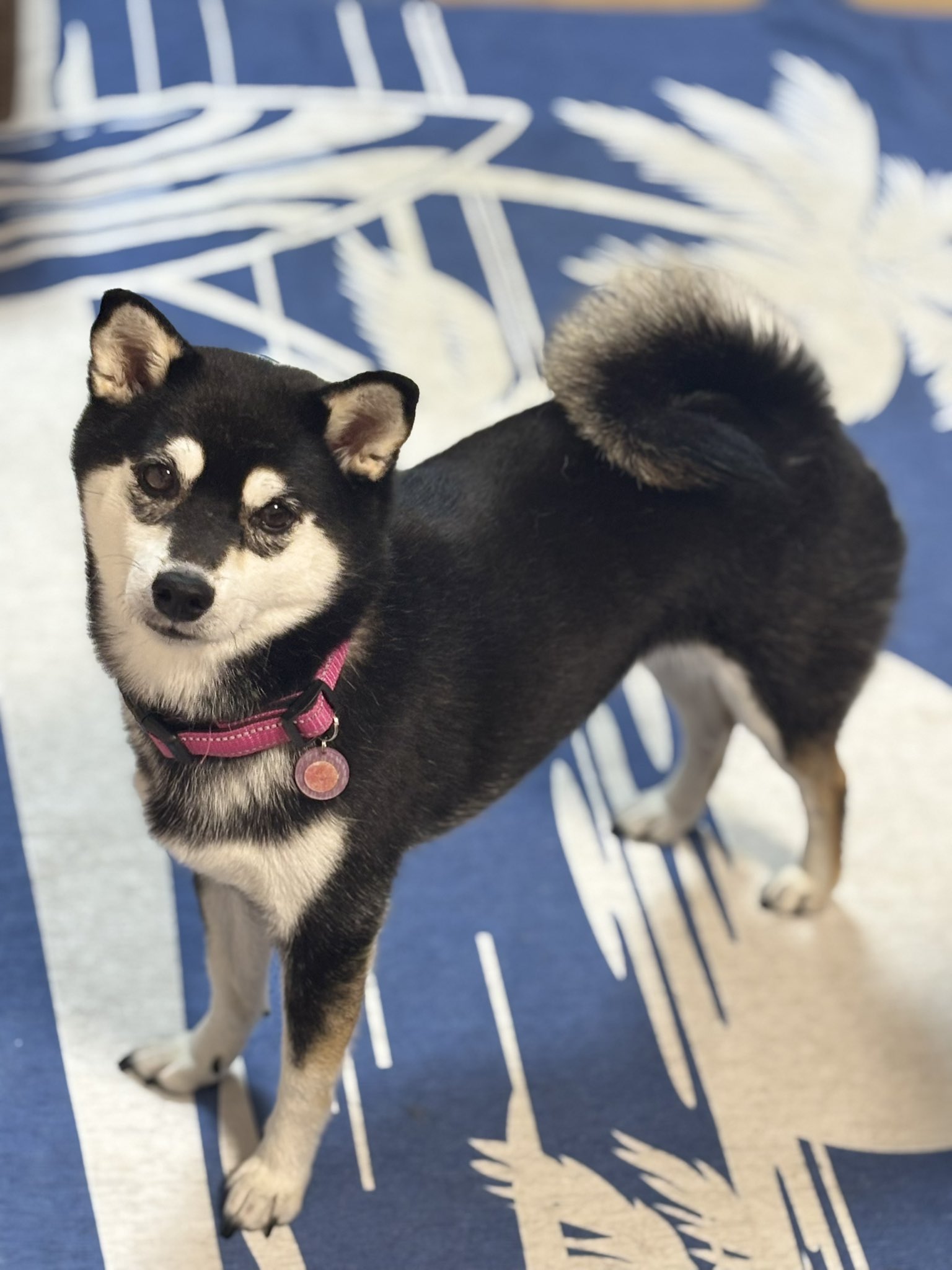 黒柴 ☆プロフィール必読☆ おはよーサブだよ🐶 ちょっとー 今日涼しくない⁉️ うれしー