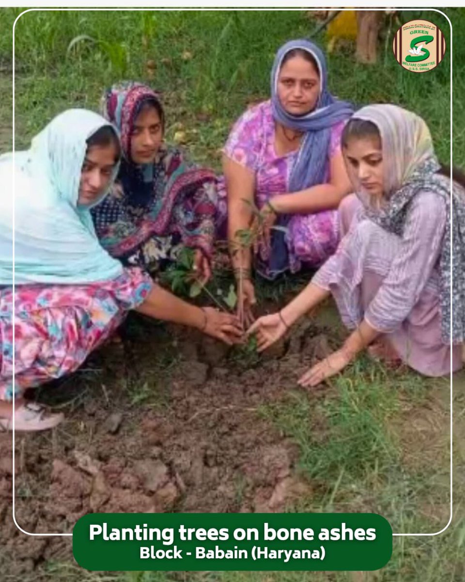 GreenSwelfares's tweet image. When love is remembered with care for nature, it blooms into life that benefits all.
In a soulful tribute to their beloved, a family from Babain (Haryana) planted a sapling over the bone ashes of their loved one. Following the teachings of Saint Dr. Gurmeet Ram Rahim Singh Ji…